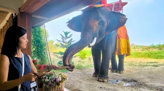 世界遺産アユタヤ遺跡観光 + 象が遊びに来るカフェで特別ふれあい体験♪ 象との写真タイム+餌やり体験付き